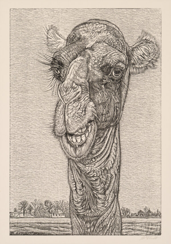 Eduard Wiiralt "Kaameli pea”, 1939
